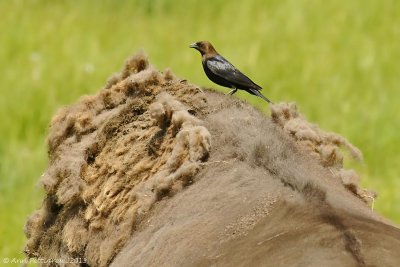 Brown-headed Cowbird