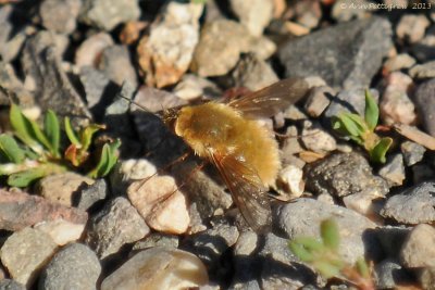 Bee Fly