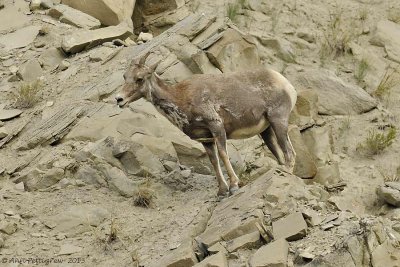 Bighorn Sheep