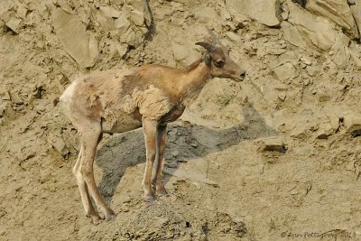 Bighorn Sheep