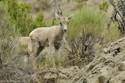 Bighorn Sheep