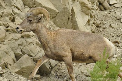 Bighorn Sheep