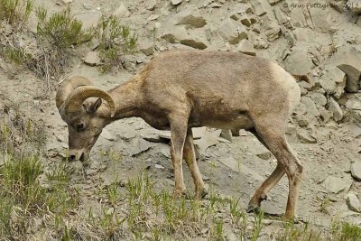 Bighorn Sheep