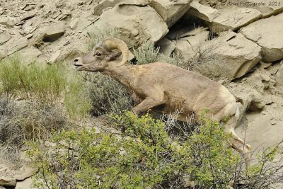 Bighorn Sheep