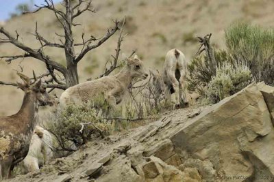 Bighorn Sheep