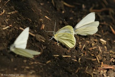 Mustard White