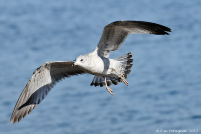 Ring-billed Gull