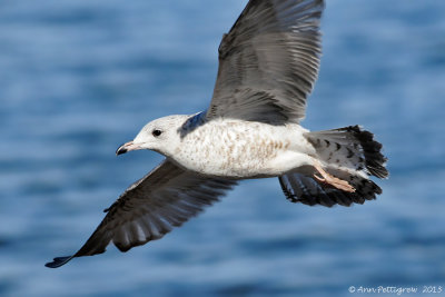 Ring-billed Gull