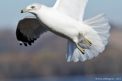 Ring-billed Gull