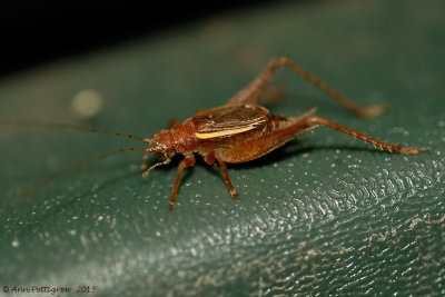 Restless Bush Cricket