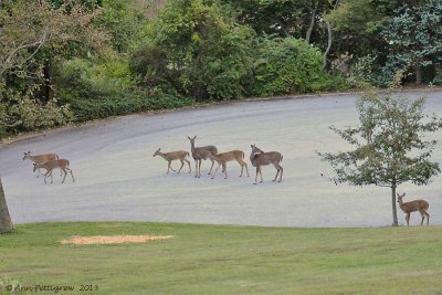 Five Fawns & Two Does