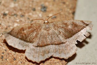 Curve-toothed Geometer (Eutrapela clemataria) #6966----2013-July-14---0079.jpg