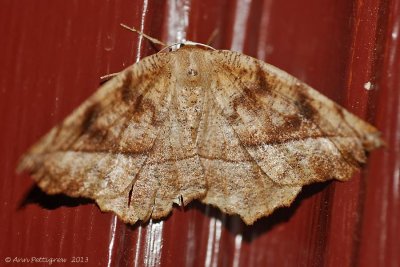 Curve-toothed-Geometer-(Eutrapela-clemetaria)---2013-July-15---0081.jpg