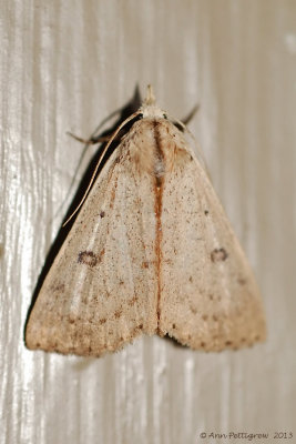 Dead-Wood Borer Moth 