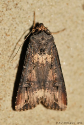 Ipsilon-Dart-(Agrotis-ipsilon) 2013 JUly 13---0004.jpg