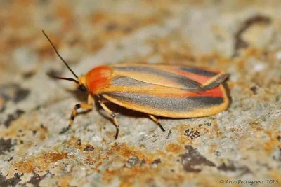 Painted-Lichen-Moth-(Hypoprepia-fucosa)---2013-July-15---0088.jpg
