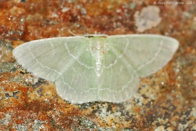 Wavy-lined-Emerald-(Synchlora-aerata)-2013 July 14 -0036.jpg