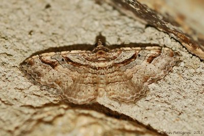 Bent-Line-Carpet-(Costaconvexa-centrostrigaria)---2013-July-20---0089.jpg