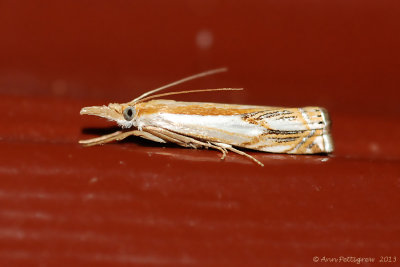 Double-banded-Grass-Veneer-(Crambus-agitatellus)-2013-July-19---0009.jpg