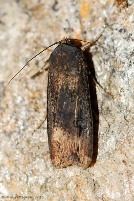 Ipsilon Dart (Agrotis ipsilon) #10663--2013-July-16--0096.jpg