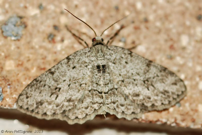 Small Engrailed (Ectropis crepuscularia) #6597 - ----2013-July-15---0092.jpg