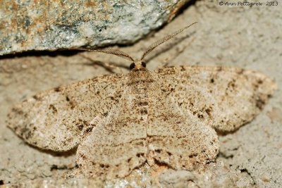 Canadian Melanolophia
