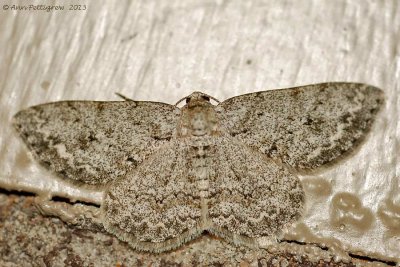 Small Engrailed