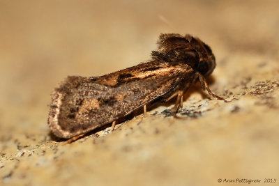 Clemen's Grass tubeworm Moth