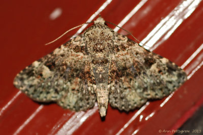 Common Fungus Moth