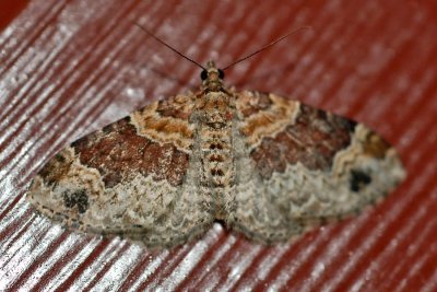 Red-Twin-Spot-(Xanthorhoe-ferrugata)---0003.jpg