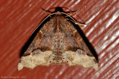Hubner's Pero Moth