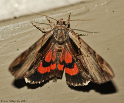 Ultronia-Underwing-(Catocala-ultronia)-#8857--_0212.jpg