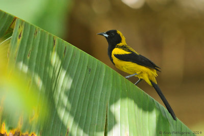 Black-cowled Oriole