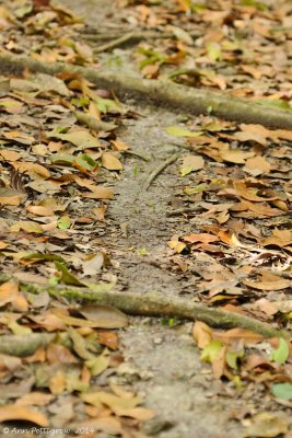 Leafcutter Ants