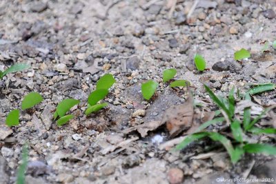 Leafcutter Ants