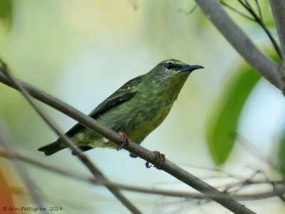 Red-legged Honeycreeper (Female)