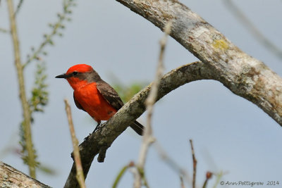 Vermillion Flycatcher