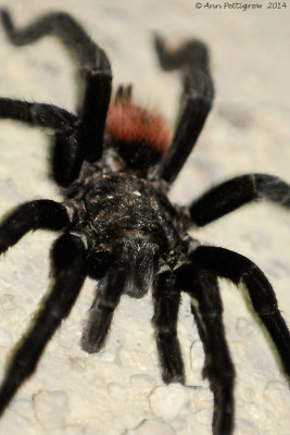 Red-rumped Tarantula