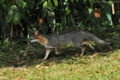 Gray Fox