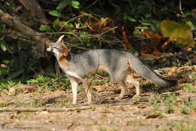 Gray Fox