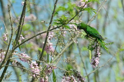 Olive-throated-Parakeet-(Aratinga-nana)---5500.jpg