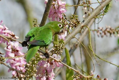 Olive-throated-Parakeet-(Aratinga-nana)---5502.jpg