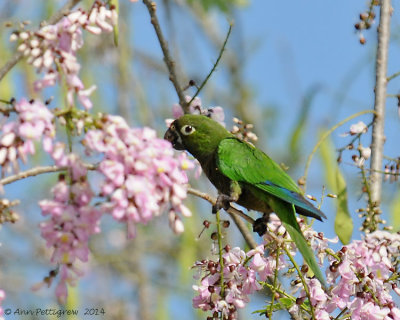 Olive-throated-Parakeet-(Aratinga-nana)---5505.jpg