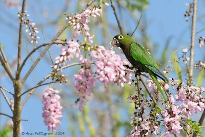 Olive-throated-Parakeet-(Aratinga-nana)---5509.jpg