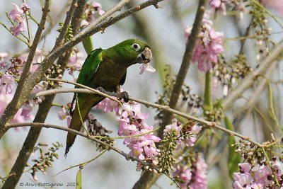 Olive-throated-Parakeet-(Aratinga-nana)---5512.jpg