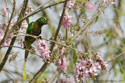 Olive-throated-Parakeet-(Aratinga-nana)---5514.jpg