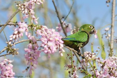 Olive-throated-Parakeet-(Aratinga-nana)---5518.jpg
