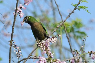 Olive-throated-Parakeet-(Aratinga-nana)---5534.jpg