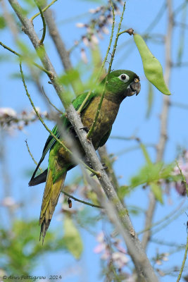 Olive-throated-Parakeet-(Aratinga-nana)---5544.jpg