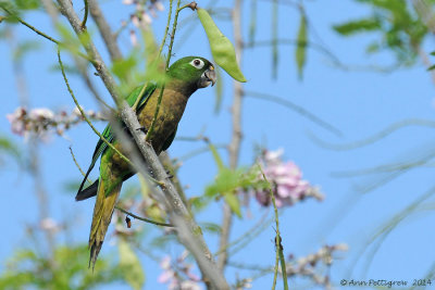 Olive-throated-Parakeet-(Aratinga-nana)---5548.jpg